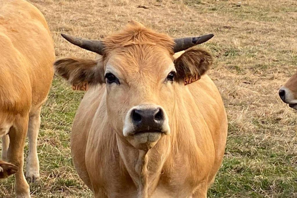 فيلا Fontanies En Aubrac لاغيول المظهر الخارجي الصورة